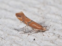 Phyllonorycter celtisella