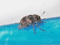 Eusphyrus walshi