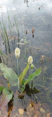 Alopecurus brachystachyus