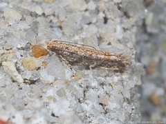 Aristotelia rubidella