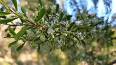Styphelia mutica