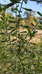 Styphelia mutica