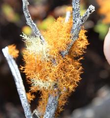 Teloschistes capensis