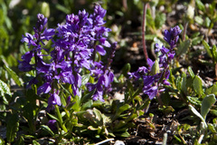 Polygala amara