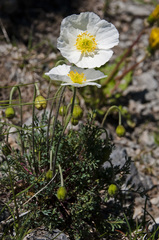 Papaver alpinum alpinum