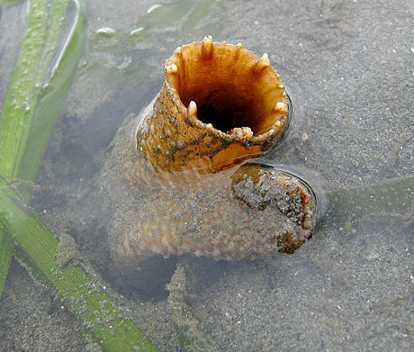 Zirfaea