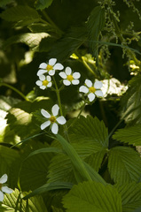 Fragaria moschata