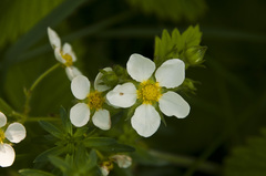 Fragaria moschata