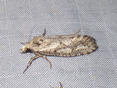 Acrolophus variabilis