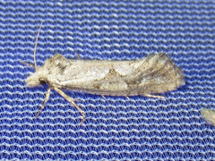 Acrolophus variabilis