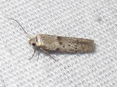 Hypatopa punctiferella