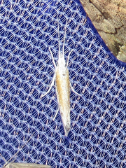Ypsolopha gerdanella