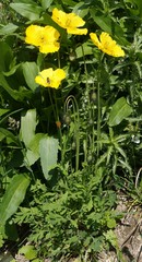 Papaver croceum