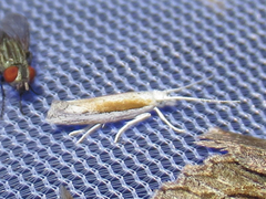Ypsolopha gerdanella