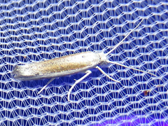 Ypsolopha gerdanella