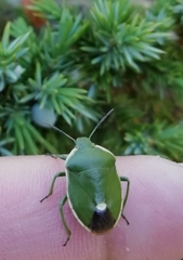 Chlorochroa juniperina
