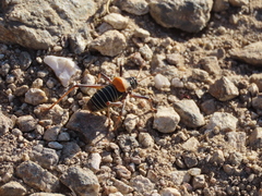 Lluciapomaresius stalii