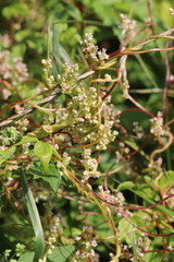 Cuscuta japonica