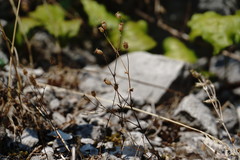 Saxifraga tridactylites