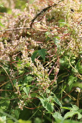 Cuscuta japonica