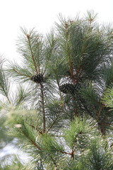Pinus koraiensis