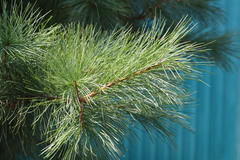 Pinus koraiensis