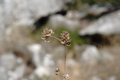 Trifolium scabrum