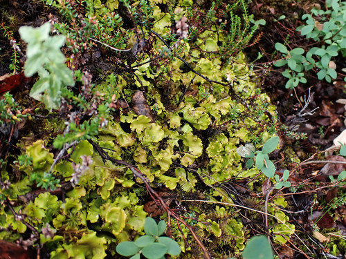 nefróma severská (Nephroma arcticum)