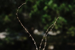 Galium verticillatum