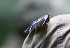 Charaxes smaragdalis