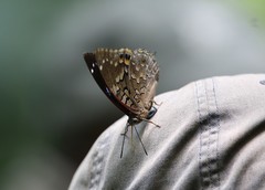 Charaxes smaragdalis