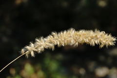Melica transsilvanica