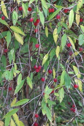 Prinsepia sinensis