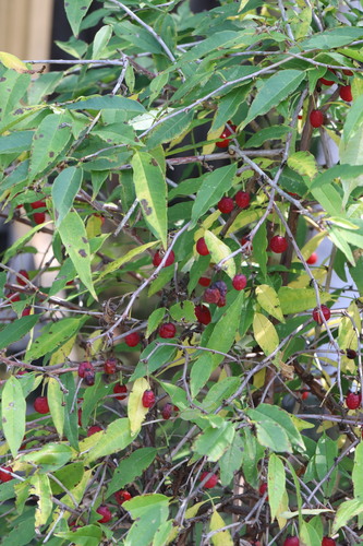 Prinsepia sinensis, photograph 2