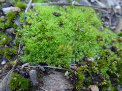 Bartramia nothostricta