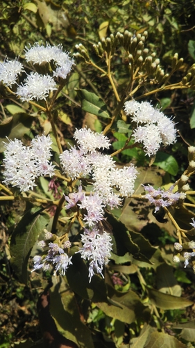 Gymnanthemum appendiculatum image