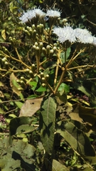 Gymnanthemum appendiculatum image