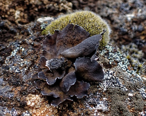 Arctic Rocktripe Lichen