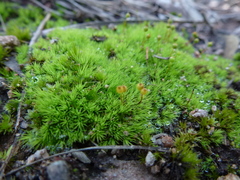 Bartramia nothostricta