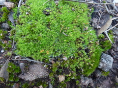 Bartramia nothostricta