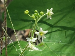 Echinopepon wrightii