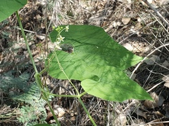 Echinopepon wrightii