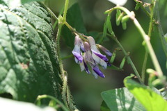 Amphicarpaea edgeworthii