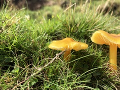 Hygrocybe