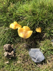 Hygrocybe