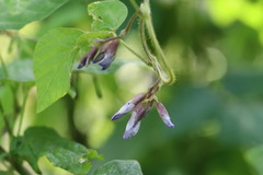 Amphicarpaea edgeworthii