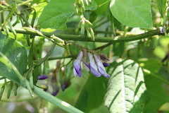 Amphicarpaea edgeworthii