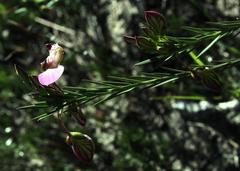 Polygala umbellata