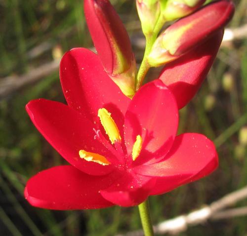 Red Corn-lily (Ixia campanulata)