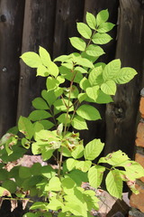 Fraxinus mandshurica